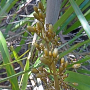 Dianella tasmanica at Paddys River, ACT - 18 Oct 2014 09:23 AM