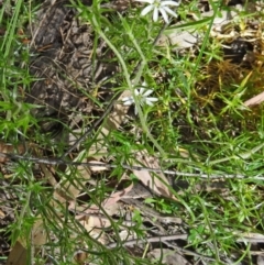 Stellaria pungens (Prickly Starwort) at Paddys River, ACT - 1 Nov 2014 by galah681