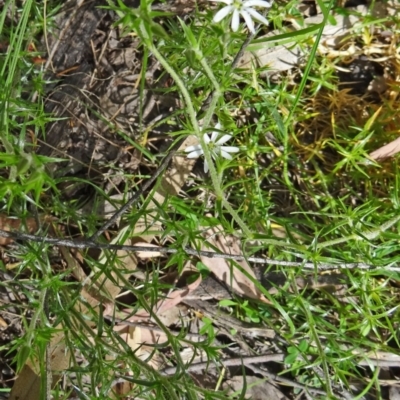 Stellaria pungens (Prickly Starwort) at Paddys River, ACT - 1 Nov 2014 by galah681