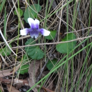 Viola hederacea at Paddys River, ACT - 1 Nov 2014 11:11 AM