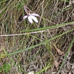 Caladenia carnea (Pink Fingers) at Paddys River, ACT - 1 Nov 2014 by galah681