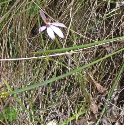 Caladenia carnea (Pink Fingers) at Paddys River, ACT - 1 Nov 2014 by galah681