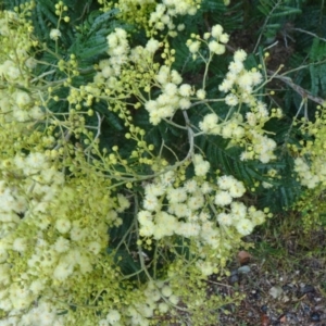 Acacia mearnsii at Paddys River, ACT - 1 Nov 2014