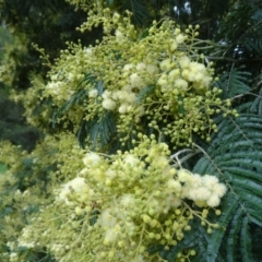 Acacia mearnsii at Paddys River, ACT - 1 Nov 2014