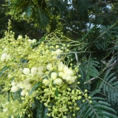 Acacia mearnsii at Paddys River, ACT - 1 Nov 2014