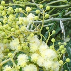 Acacia mearnsii at Paddys River, ACT - 1 Nov 2014