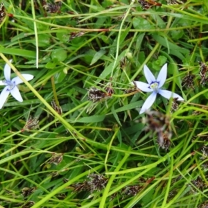 Isotoma fluviatilis subsp. australis at Paddys River, ACT - 1 Nov 2014