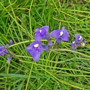 Utricularia dichotoma at Paddys River, ACT - 1 Nov 2014 12:18 PM