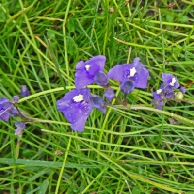 Utricularia dichotoma (Fairy Aprons, Purple Bladderwort) at Paddys River, ACT - 1 Nov 2014 by galah681