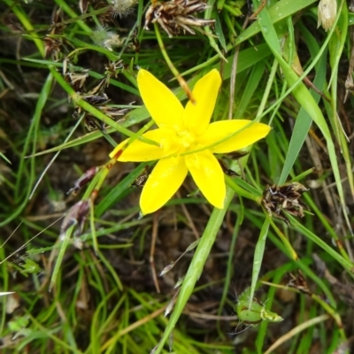 Hypoxis hygrometrica (Golden Weather-grass) at Paddys River, ACT - 1 Nov 2014 by galah681