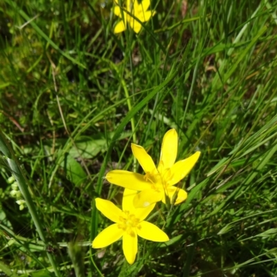 Hypoxis hygrometrica (Golden Weather-grass) at Farrer Ridge - 1 Nov 2014 by galah681