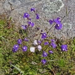 Utricularia dichotoma (Fairy Aprons, Purple Bladderwort) at Farrer Ridge - 1 Nov 2014 by galah681