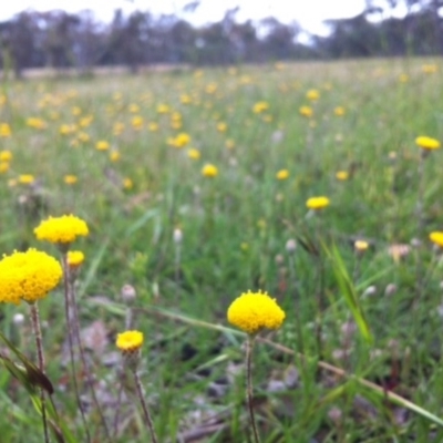 Leptorhynchos squamatus (Scaly Buttons) at Gungahlin, ACT - 1 Nov 2014 by JasonC