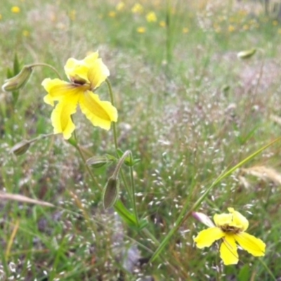 Velleia paradoxa (Spur Velleia) at Forde, ACT - 1 Nov 2014 by JasonC