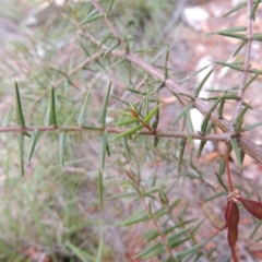 Acacia ulicifolia (Prickly Moses) at Tuggeranong Pines - 25 Oct 2014 by MichaelBedingfield