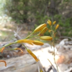Bulbine bulbosa (Golden Lily, Bulbine Lily) at Tuggeranong Pines - 25 Oct 2014 by MichaelBedingfield