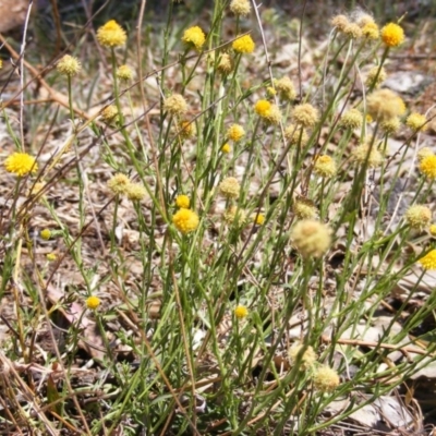 Calotis lappulacea (Yellow Burr Daisy) at Red Hill, ACT - 1 Nov 2014 by MichaelMulvaney