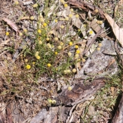 Calotis lappulacea at Red Hill, ACT - 2 Nov 2014