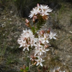 Calytrix tetragona (Common Fringe-myrtle) at Canberra Central, ACT - 25 Oct 2014 by RWPurdie