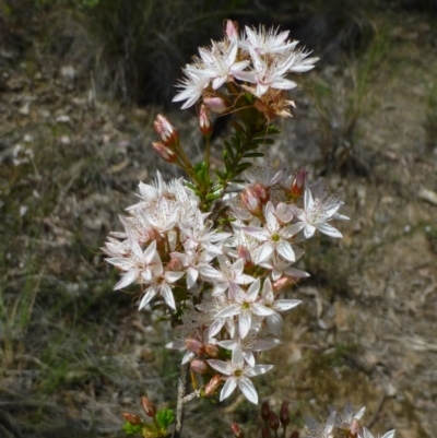 Calytrix tetragona (Common Fringe-myrtle) at Canberra Central, ACT - 26 Oct 2014 by RWPurdie