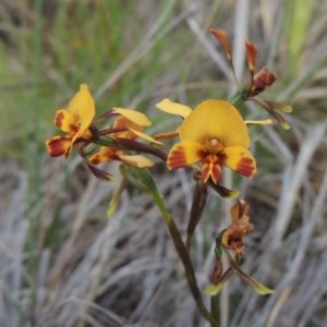 Diuris semilunulata at Tralee, NSW - suppressed