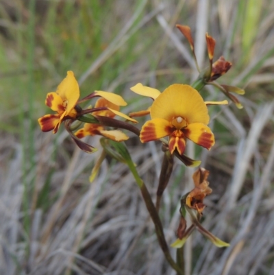 Diuris semilunulata (Late Leopard Orchid) at Tuggeranong Pines - 25 Oct 2014 by michaelb