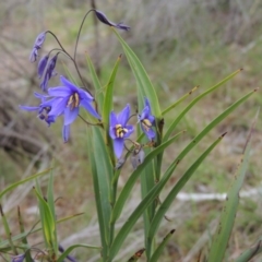 Stypandra glauca (Nodding Blue Lily) at Melrose - 25 Oct 2014 by MichaelBedingfield