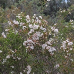 Calytrix tetragona (Common Fringe-myrtle) at Chisholm, ACT - 25 Oct 2014 by michaelb