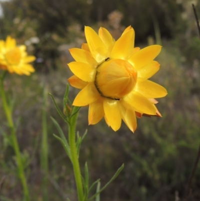 Xerochrysum viscosum (Sticky Everlasting) at Chisholm, ACT - 25 Oct 2014 by michaelb