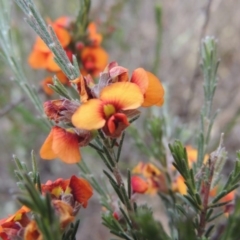 Dillwynia sericea (Egg And Bacon Peas) at Melrose - 25 Oct 2014 by michaelb