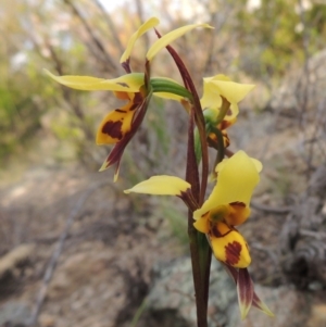 Diuris sulphurea at Chisholm, ACT - 25 Oct 2014