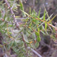 Acacia ulicifolia (Prickly Moses) at Chisholm, ACT - 25 Oct 2014 by michaelb