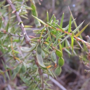 Acacia ulicifolia at Old Tuggeranong TSR - 25 Oct 2014 06:34 PM