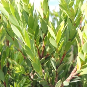 Styphelia triflora at Chisholm, ACT - 25 Oct 2014