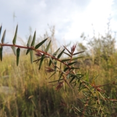 Acacia ulicifolia (Prickly Moses) at Old Tuggeranong TSR - 25 Oct 2014 by michaelb