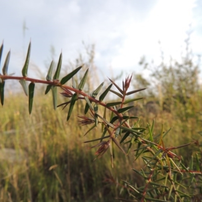 Acacia ulicifolia (Prickly Moses) at Melrose - 25 Oct 2014 by michaelb