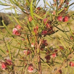 Dodonaea viscosa (Hop Bush) at Chisholm, ACT - 25 Oct 2014 by michaelb