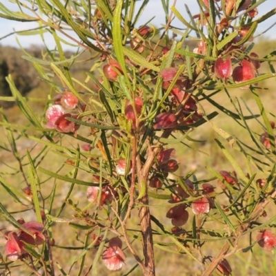 Dodonaea viscosa (Hop Bush) at Old Tuggeranong TSR - 25 Oct 2014 by michaelb