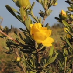 Hibbertia obtusifolia (Grey Guinea-flower) at Melrose - 25 Oct 2014 by michaelb