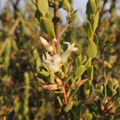 Brachyloma daphnoides (Daphne Heath) at Melrose - 25 Oct 2014 by michaelb