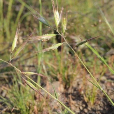 Rytidosperma sp. (Wallaby Grass) at Old Tuggeranong TSR - 25 Oct 2014 by michaelb