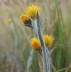 Chrysocephalum apiculatum (Common Everlasting) at Old Tuggeranong TSR - 25 Oct 2014 by michaelb