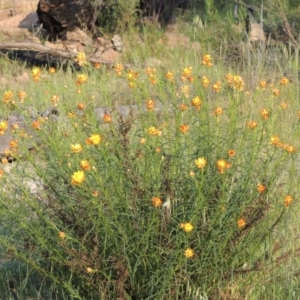 Xerochrysum viscosum at Chisholm, ACT - 25 Oct 2014