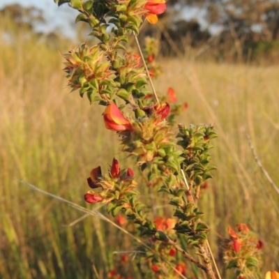Pultenaea procumbens (Bush Pea) at Chisholm, ACT - 25 Oct 2014 by michaelb
