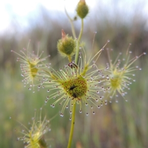 Drosera gunniana at Chisholm, ACT - 25 Oct 2014