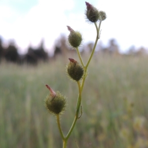 Drosera gunniana at Chisholm, ACT - 25 Oct 2014