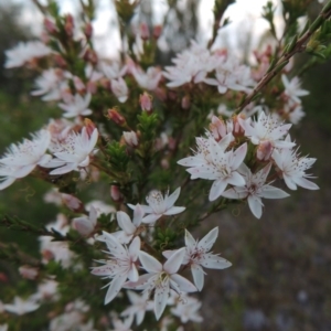 Calytrix tetragona at Chisholm, ACT - 25 Oct 2014