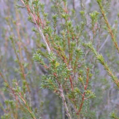 Calytrix tetragona (Common Fringe-myrtle) at Old Tuggeranong TSR - 30 Jun 2014 by michaelb