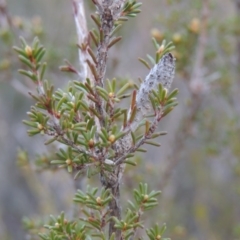 Calytrix tetragona at Old Tuggeranong TSR - 30 Jun 2014