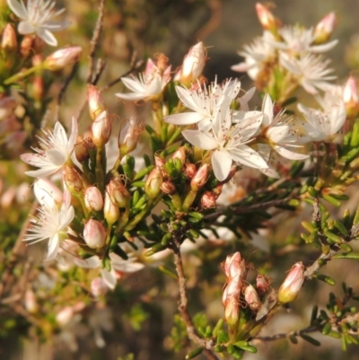 Calytrix tetragona (Common Fringe-myrtle) at Melrose - 25 Oct 2014 by michaelb